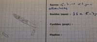 Valsa ceratophora image