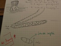 Melanconis juglandis var. tiliae image