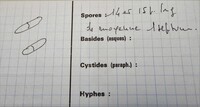 Nitschkia collapsa image