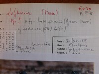 Lojkania fusiformis image