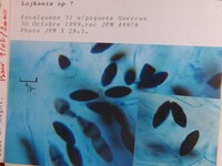 Lojkania fusiformis image