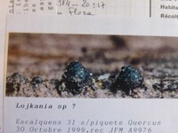 Lojkania fusiformis image