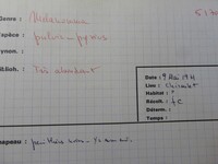 Melanomma pulvis-pyrius image