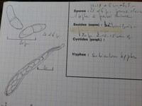 Byssosphaeria rhodomphala image