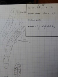Cucurbitaria berberidis image