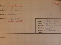 Hysterium insidens image
