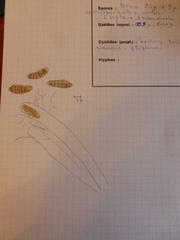 Hysterographium subrugosum image