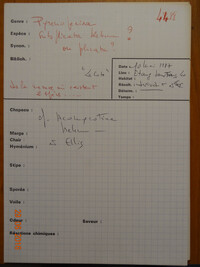 Pyrenopeziza subplicata image