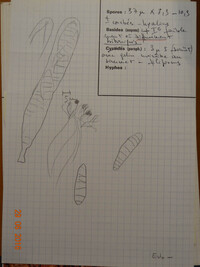 Patellaria atrata image
