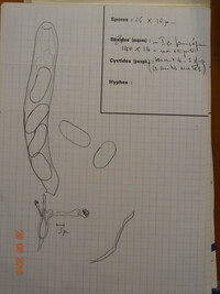 Pezicula populi image