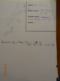 Pezicula frangulae image
