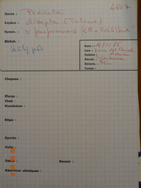 Pezicula dissepta image