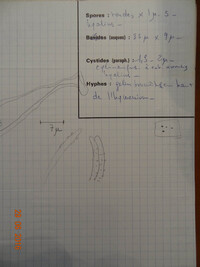 Claussenomyces olivaceus image