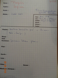 Propolis farinosa image