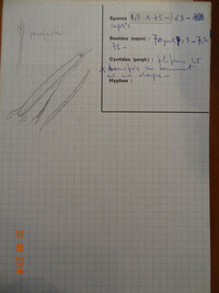 Stictis graminicola image