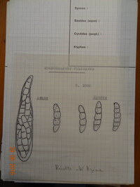 Pseudopeziza medicaginis image