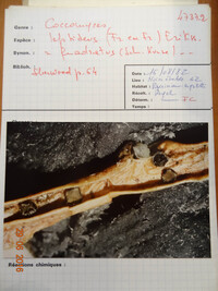 Coccomyces leptideus image