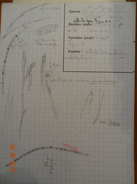 Cerion coccineum image