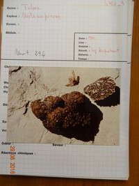 Tuber melanosporum image