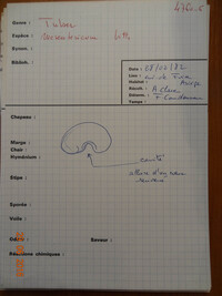 Tuber mesentericum image