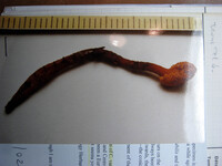 Cordyceps variabilis image