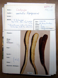 Cordyceps martialis image
