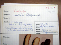 Cordyceps martialis image