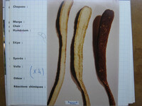 Cordyceps martialis image