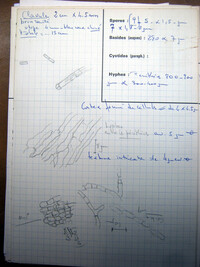 Cordyceps martialis image