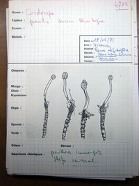 Ophiocordyceps gracilis image