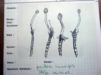 Ophiocordyceps gracilis image