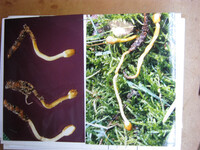 Ophiocordyceps gracilis image