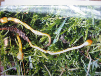 Ophiocordyceps gracilis image