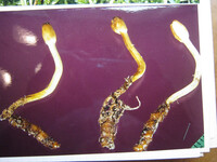 Ophiocordyceps gracilis image