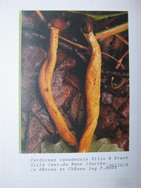 Cordyceps canadensis image