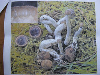 Elaphocordyceps ophioglossoides image