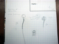 Cordyceps intermedia image