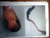 Cordyceps sulfurea image