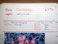 Elaphocordyceps capitata image