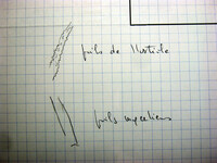 Chaetomium elatum image