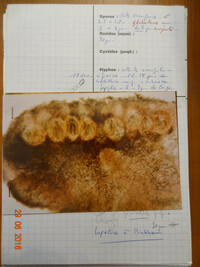 Hypocrea flavovirens image