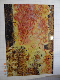 Hypocrea subpurpurea image
