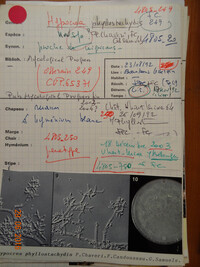 Trichoderma aureoviride image