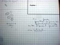 Hypocrea pallida image