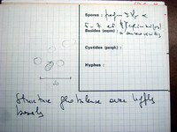 Hypocrea sulfurella image