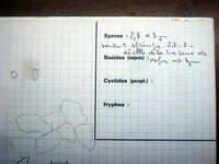 Hypocrea protocitrina image