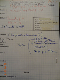 Sphaerostilbella aureonitens image