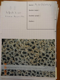 Sphaerostilbella aureonitens image