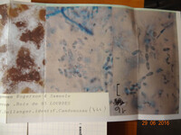 Hypomyces chlorinigenus image