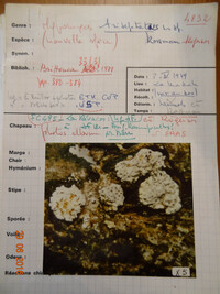 Hypomyces triseptatus image